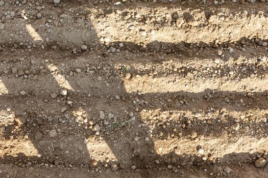 Land prepared for planting. On the ground made flower beds in which are planted seeds