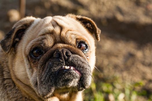 Brown dog of the breed mobs looking in to a camera. The sun shines on one side of the face.There is empty space