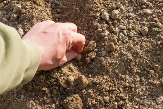 Man's hand in gloves. Plant a garden. You can see man's hand putting onion bulbs in earth.