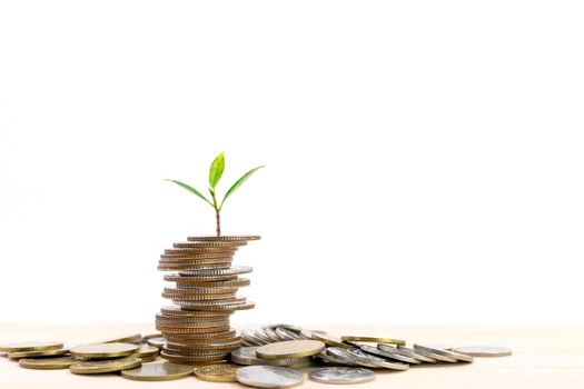 Small tree on the top of a pile of coins isolated on white background, used for business ideas and financial growth.