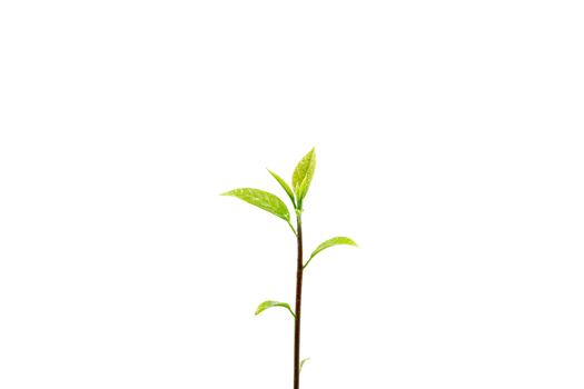 Closeup of the sapling of the tree isolated on white background.