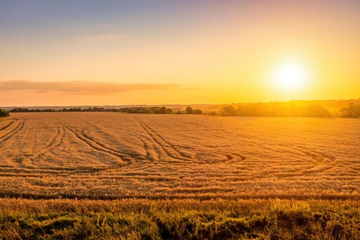 Top view of a sunset or sunrise in an agricultural field with ears of young golden rye on a sunny day. Rural landscape.