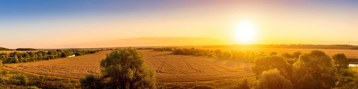 Top view of a sunset or sunrise in an agricultural field with ears of young golden rye on a sunny day. Rural panorama.