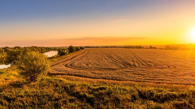 Top view of a sunset or sunrise in an agricultural field with ears of young golden rye on a sunny day. Rural landscape.