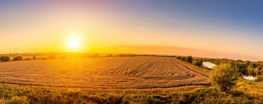 Top view of a sunset or sunrise in an agricultural field with ears of young golden rye on a sunny day. Rural panorama.