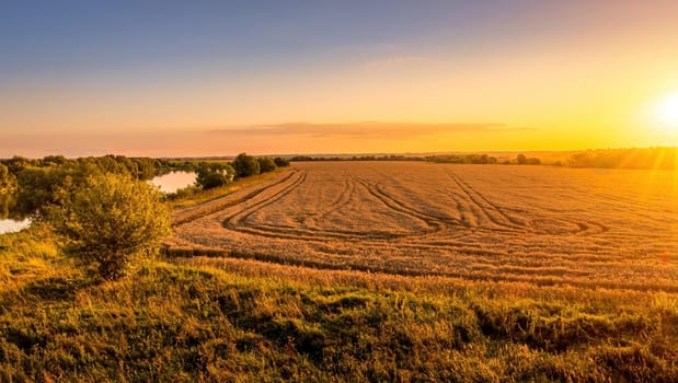 Top view of a sunset or sunrise in an agricultural field with ears of young golden rye on a sunny day. Rural landscape.