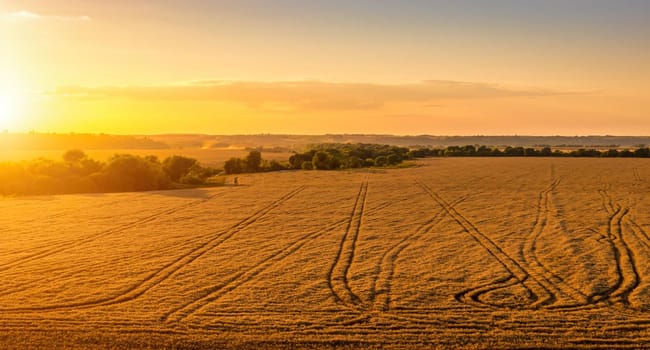 Top view of a sunset or sunrise in an agricultural field with ears of young golden rye on a sunny day. Rural landscape.