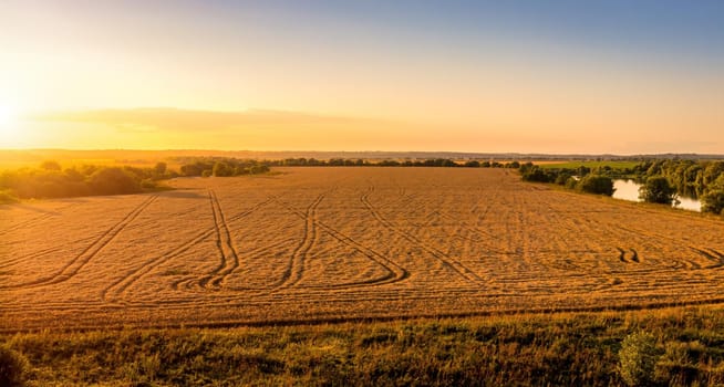 Top view of a sunset or sunrise in an agricultural field with ears of young golden rye on a sunny day. Rural landscape.