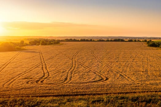 Top view of a sunset or sunrise in an agricultural field with ears of young golden rye on a sunny day. Rural landscape.