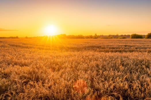 Sunset or sunrise in an agricultural field with ears of young golden rye on a sunny day. Rural landscape.