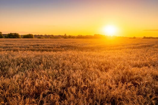 Sunset or sunrise in an agricultural field with ears of young golden rye on a sunny day. Rural landscape.