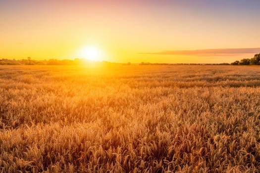 Sunset or sunrise in an agricultural field with ears of young golden rye on a sunny day. Rural landscape.