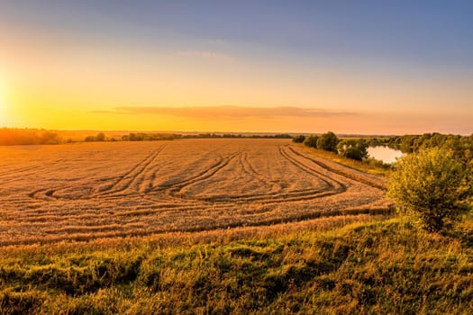 Top view of a sunset or sunrise in an agricultural field with ears of young golden rye on a sunny day. Rural landscape.