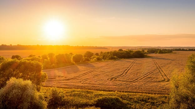 Top view of a sunset or sunrise in an agricultural field with ears of young golden rye on a sunny day. Rural landscape.