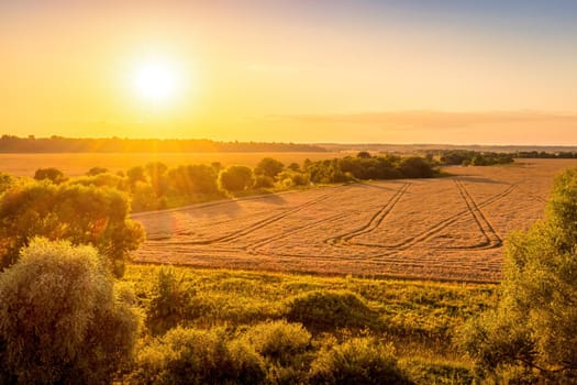 Top view of a sunset or sunrise in an agricultural field with ears of young golden rye on a sunny day. Rural landscape.