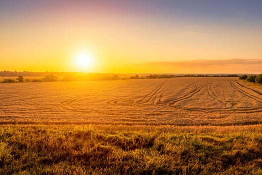 Top view of a sunset or sunrise in an agricultural field with ears of young golden rye on a sunny day. Rural landscape.