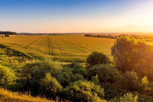 Top view of the corn field at sunset or sunrise with willow trees on a foreground. Rural landscape.