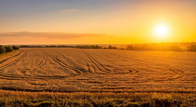 Top view of a sunset or sunrise in an agricultural field with ears of young golden rye on a sunny day. Rural landscape.