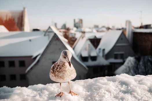 Seagull with winter Tallinn at the background, Estonia