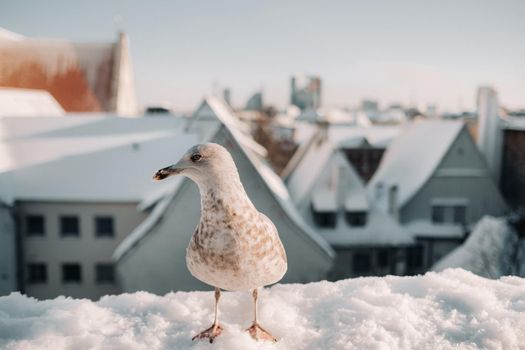 Seagull with winter Tallinn at the background, Estonia
