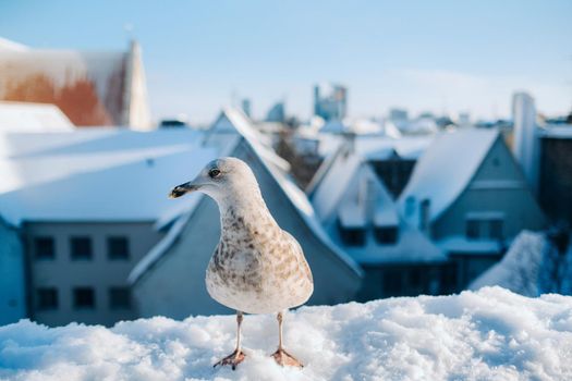 Seagull with winter Tallinn at the background, Estonia