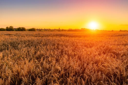 Sunset or sunrise in an agricultural field with ears of young golden rye on a sunny day. Rural landscape.