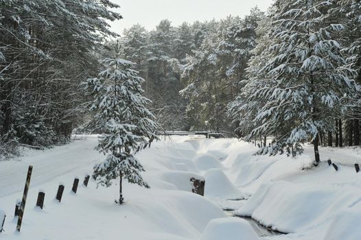 Winter landscape of a mountain river in the snow, around the forest.