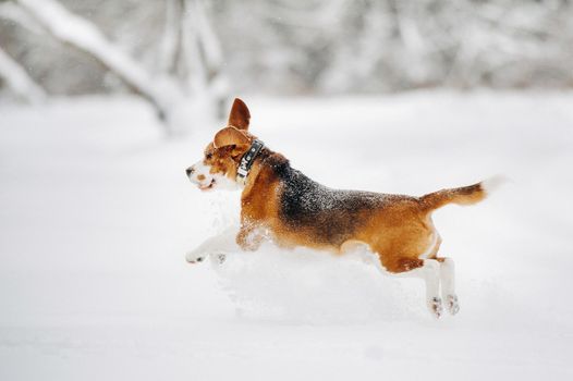 the dog runs in nature in winter.Beagle walks in the snow in flight.