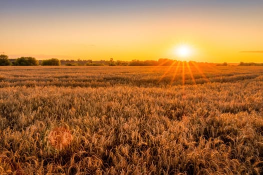 Sunset or sunrise in an agricultural field with ears of young golden rye on a sunny day. Rural landscape.