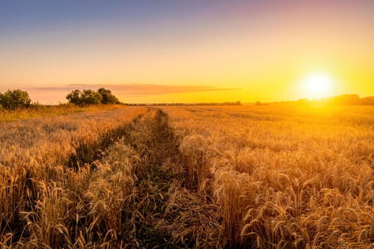 Sunset or sunrise in an agricultural field with ears of young golden rye on a sunny day. Rural landscape.