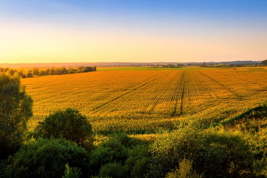 Top view of the corn field at sunset or sunrise with willow trees on a foreground. Rural landscape.