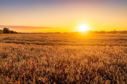 Sunset or sunrise in an agricultural field with ears of young golden rye on a sunny day. Rural landscape.