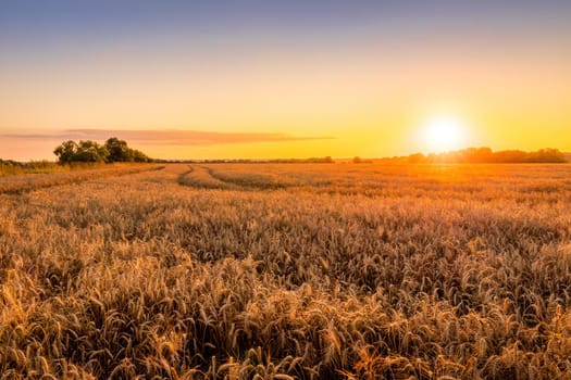 Sunset or sunrise in an agricultural field with ears of young golden rye on a sunny day. Rural landscape.