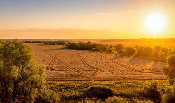 Top view of a sunset or sunrise in an agricultural field with ears of young golden rye on a sunny day. Rural landscape.