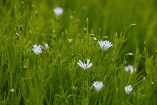 Beautiful flowering wildflowers in summer or spring