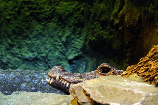 Close-up on the jaw of a crocodile or alligator