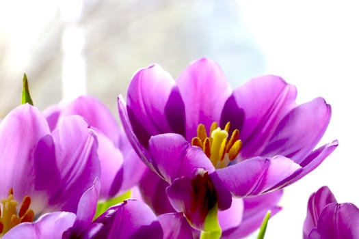 Close-up of a purple bouquet of tulips in a vase