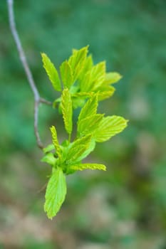 A young green tree branch in the garden