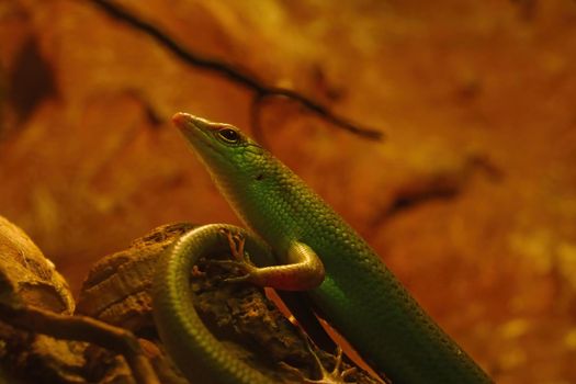 A green lizard sits on a rock in a park