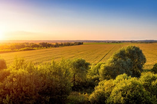 Top view of the corn field at sunset or sunrise with willow trees on a foreground. Rural landscape.