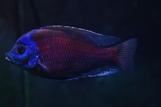 Beautiful dark fish swim in the aquarium