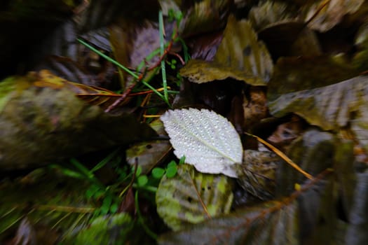 Out of focus, blurry background, on the grass lies a wet fallen leaf