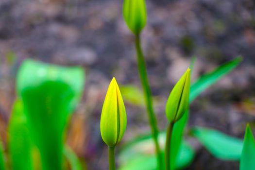 Blurred background, tulips begin to bloom in the park