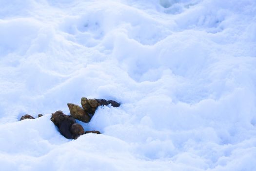 In the snow lie shit from a dog or a cat. Cleaning and caring for your pets