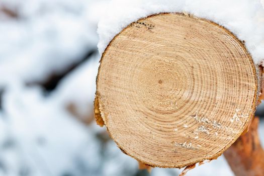 Smooth cut on a tree in a winter forest.