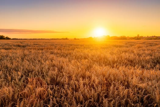 Sunset or sunrise in an agricultural field with ears of young golden rye on a sunny day. Rural landscape.