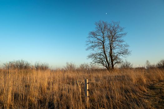 A large tree without leaves and a dry meadow, evening view