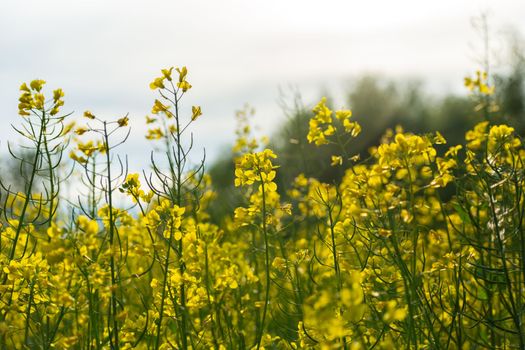 A close-up of rape sprigs under the sun, summer day