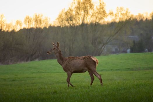 One large doe in the meadow, Nowiny, Poland