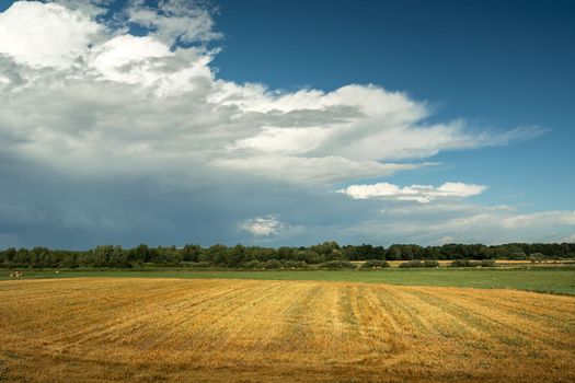 Stubble field and forest on the horizon, stormy clouds on the sky, Czulczyce, Poland